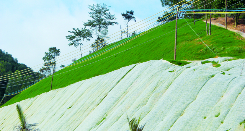 广东·阳江至云浮高速公路阳江至阳春段绿化工程